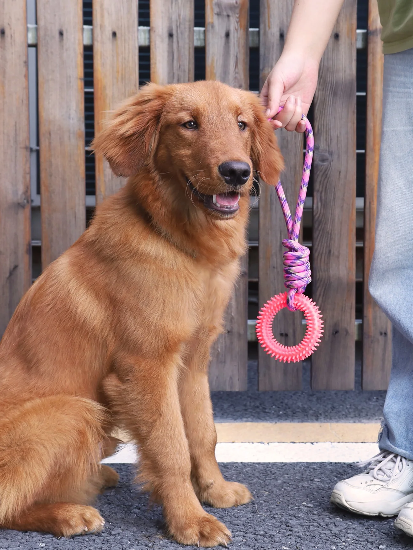 Supet interaktives Training Haustier Spielzeug Ring Spiked Ring Hund Zähne Reinigung Haustier Zubehör – Detail 12
