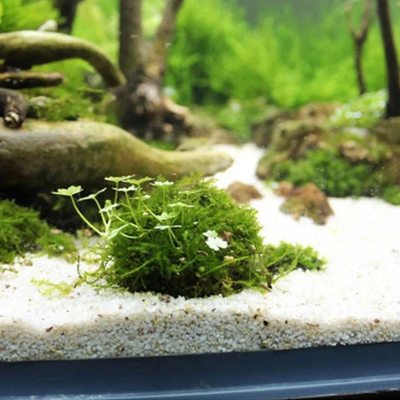 Aquarium Moss Ball Holder Set - Creative DIY Shape Former & Filter for Moss Plant