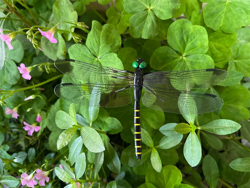 Description Picture 5 of itemOutdoor Mosquito Repellent Simulation Stick Dragonfly Rope Dragonfly Repellent Artifact