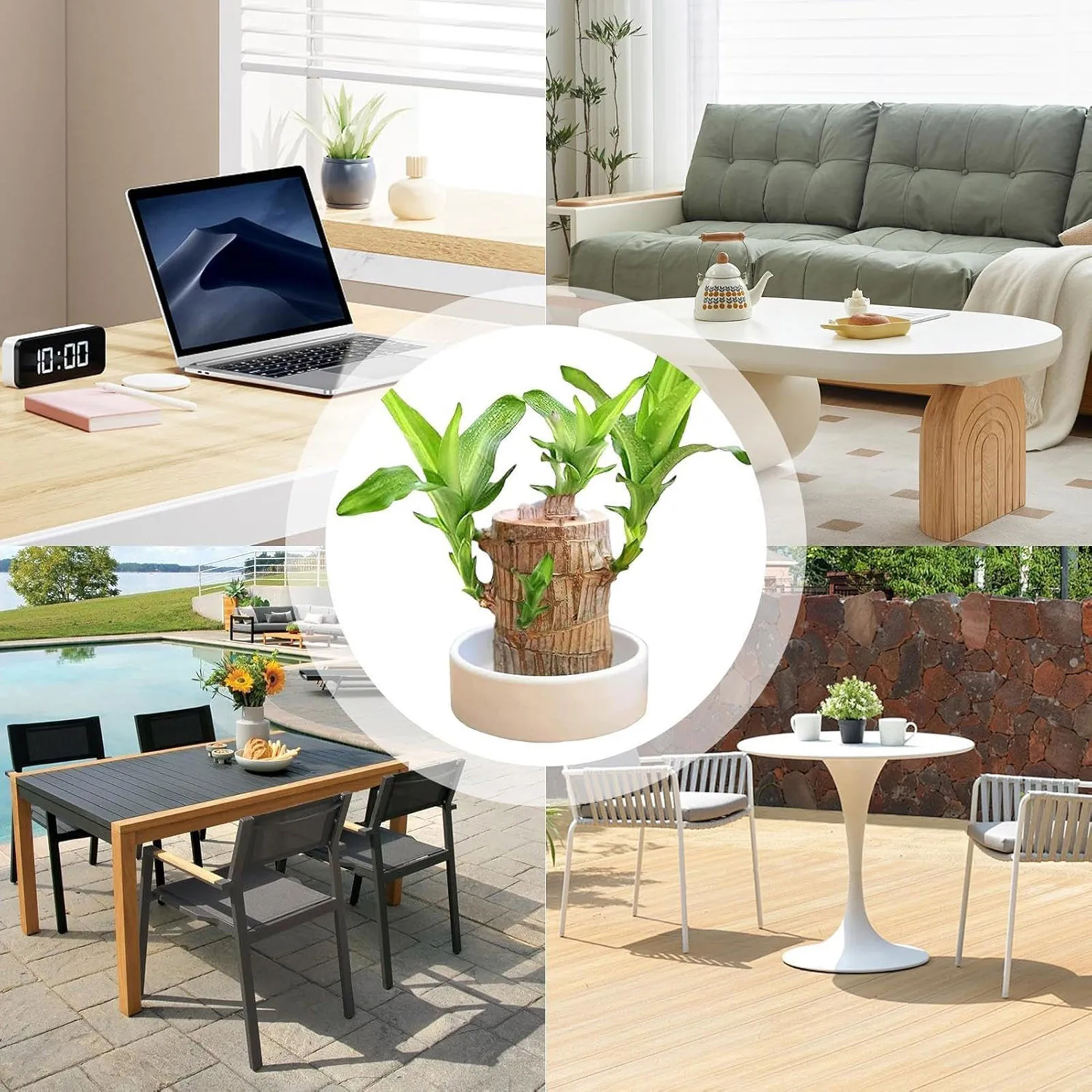 Brazilian Wood Easy Grow Easy Care Hydroponic Tree Housewarming Desktop Ornament