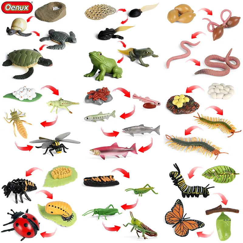 Oenux – figurines de Simulation d'animaux, Cycle de croissance, tortue,  papillon, saumon, Crocodile, modèle d'action, joli jouet éducatif pour  bébé, cadeau pour enfants | AliExpress