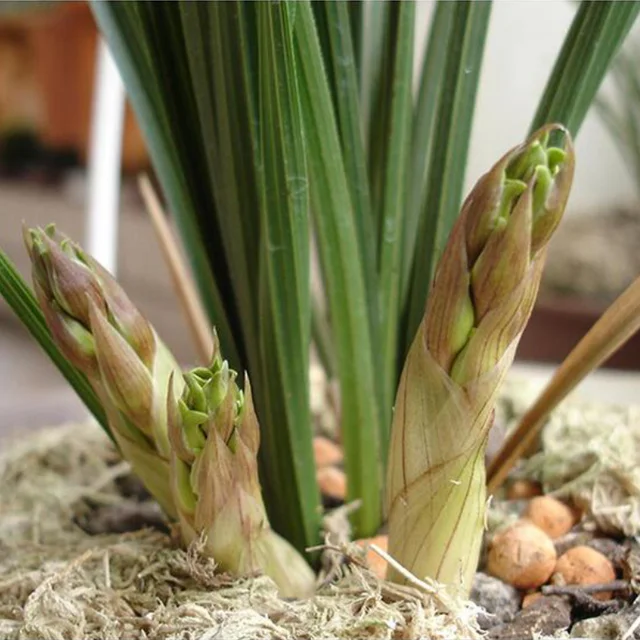 12 L Sphagnum Moha Mohát Hidratáló Táplálkozás Bio Műtrágya Védelme Orchidea Zamatos Növényi Gyökerek Diy Virág Edény Otthoni Kert - Image 4