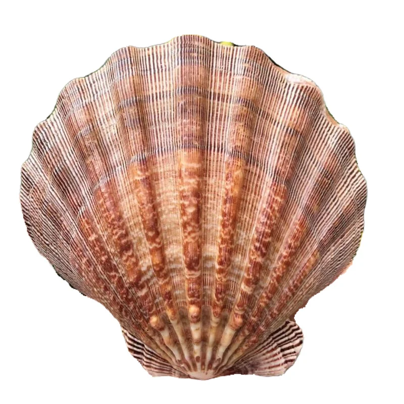 Natural Conch Lion Claw Shell for Fish Tank Decorations Aquarium Landscaping Mediterranean Style Ornaments