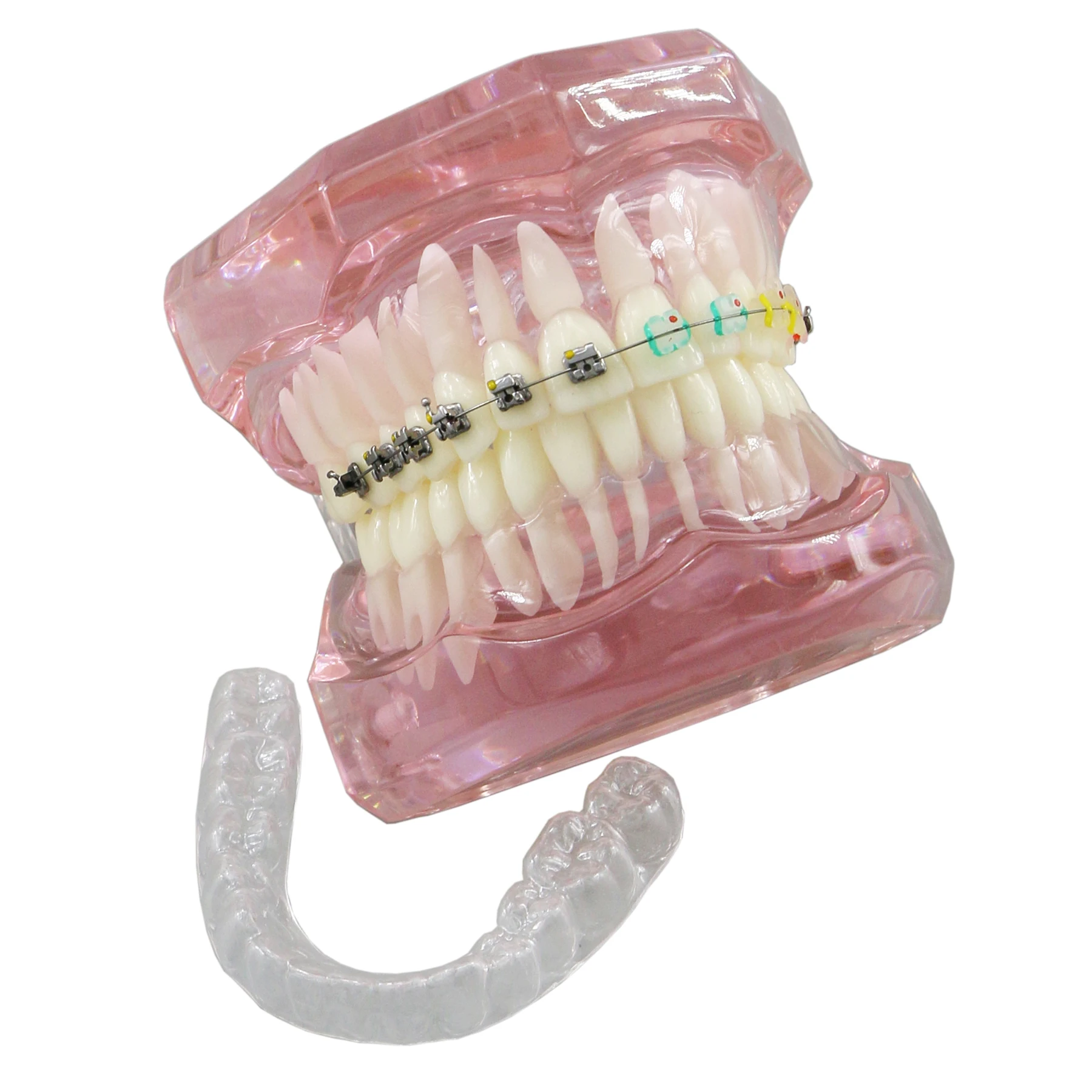 Dental Orthodontic Typodont Teeth Model With Self-Ligating Metal Ceramic Bracket Lingual Hawley Retainer Ligature Standard Demo 6