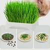Plastic Grow Nursery Pots Cat Grass Germination Tray Pet Parrot Grass Soilless Hydroponic Bean Seedling Tray Garden Supplies 6