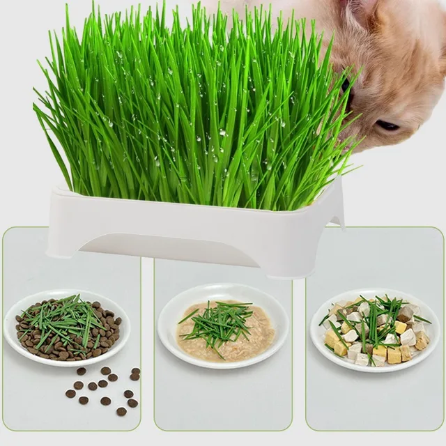 Plastic Grow Nursery Pots Cat Grass Germination Tray Pet Parrot Grass Soilless Hydroponic Bean Seedling Tray Garden Supplies 6