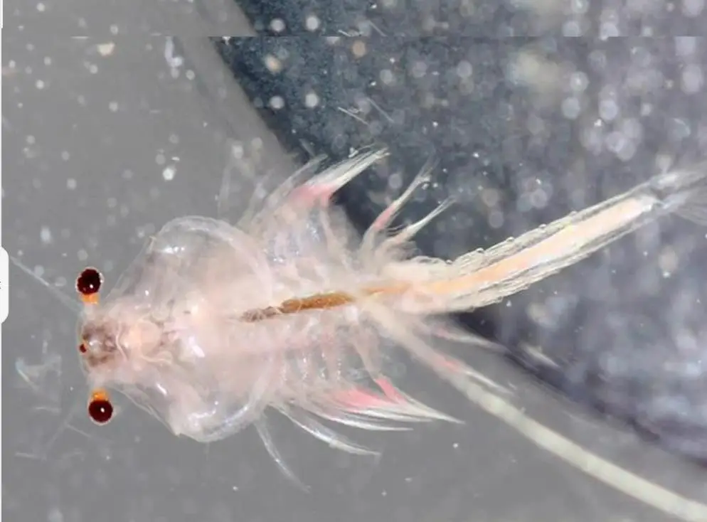 15mm lunghezza uova di scimmia di mare scimmie fata salamoia gamberetti crescere Artemia Salina gamberi gamberi non triop uovo giocattolo giocattoli da cova