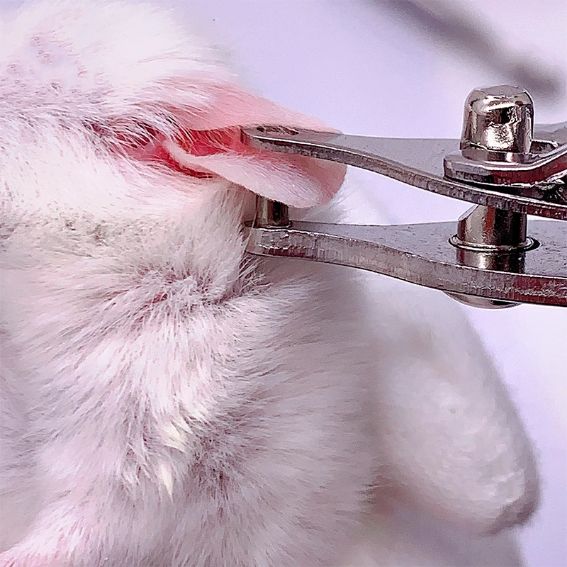Experimentelle Verwendung von Maus-Ratten-Loch-Ohrstanzer zur Lochmarkierung mit 2 mm Durchmesser – Detail 2