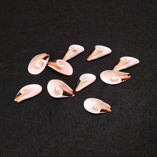 Sea shells for decoration STROMBUS LUHUANUS
