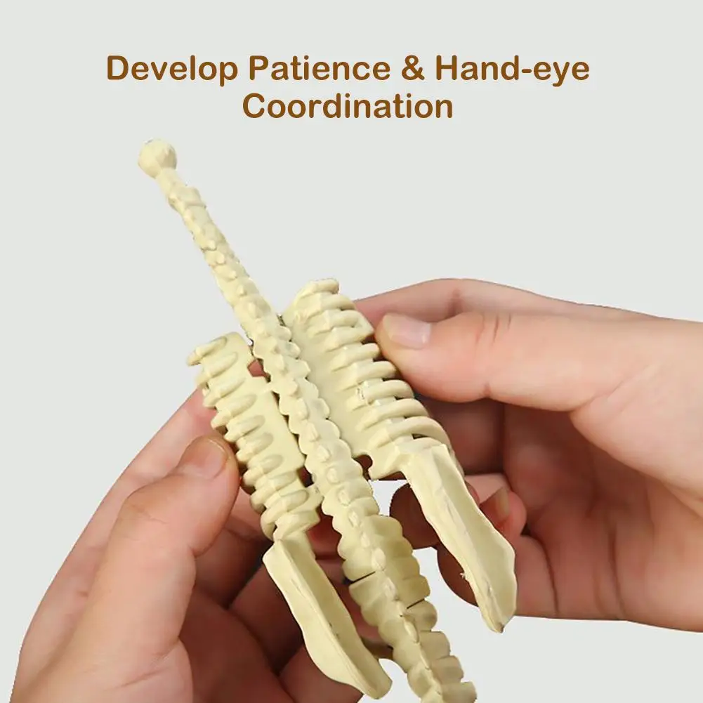 Dinosaur Fossil Skeleton Action Figure Collection - Creative DIY Assembly Toy