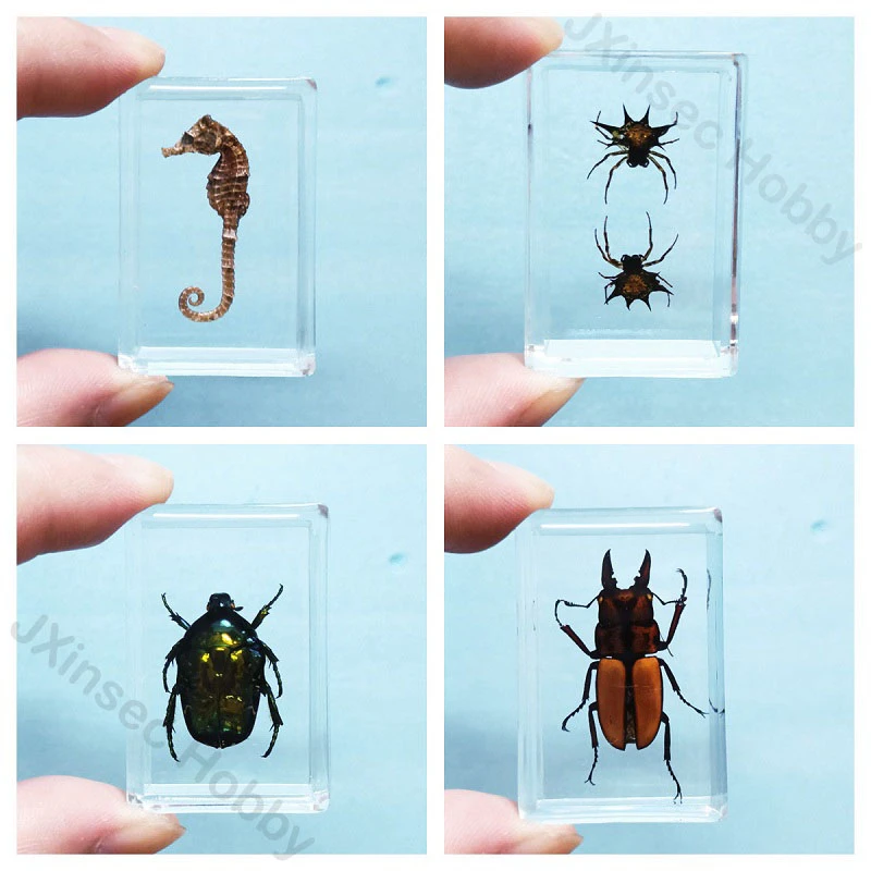 New Insect In Resin Specimen Bugs Collection Paperweights Specimen