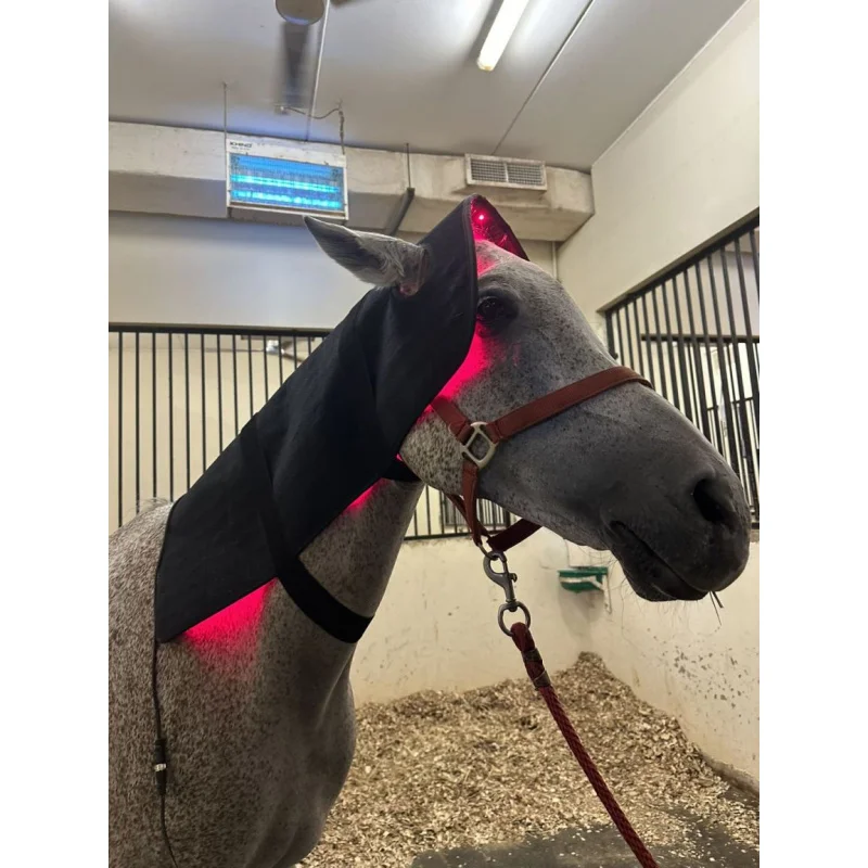 3-Chips Horse Care Product Red & Infrared Light Therapy 660nm 850nm Head Belt Horse Pain Relief Health Care