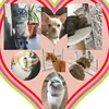 8 Colors Adjustable with Soft Velvet Material Pet Product Small Dog Collar Heart Charm and Bell Cat Collar Safety Elastic 6