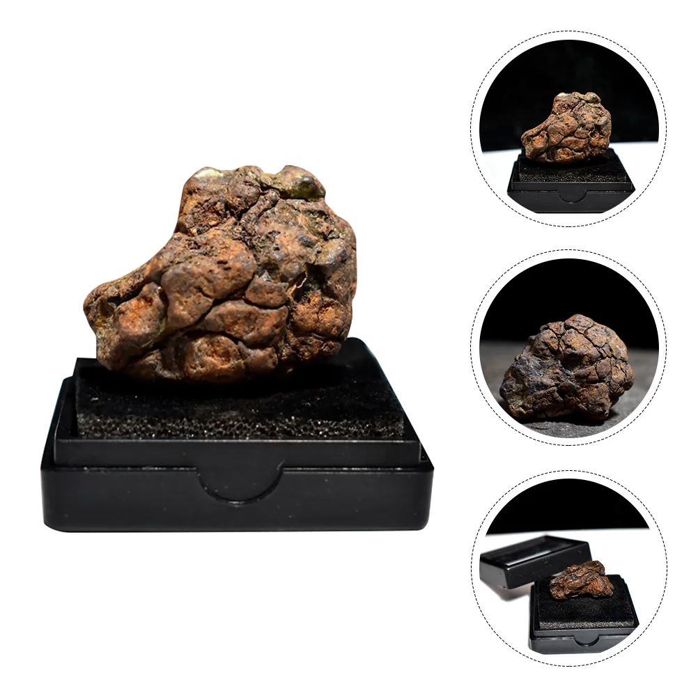 

Olive Meteorite Specimen Toys Sample Decor Teaching Tool Educational Plaything Childrens