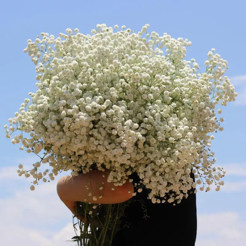 

Natural Fresh Dried Preserved Flowers Gypsophila Paniculata Baby's Breath Flower Bouquets Gift For Wedding Decoration Valentines