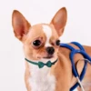 Pet Collar Adjustable Candy Color Bow Tie Collar for Cats and Dogs - Stylish Pet Accessory for Comfort and Fashion Pet Collar 4