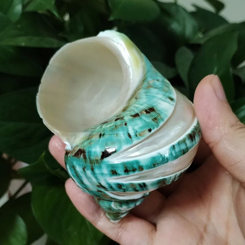 9-11cm Natural Large Hermit Crab Shells Real Banded Green Blue Gade Turbo Collection Coastal Home Decor Accent and Vase Filler natural shell ornaments