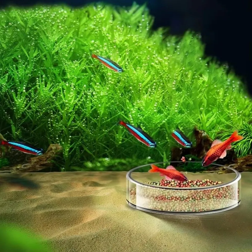 Glass Aquarium Feeding Bowl Transparent Round Tray Fish Tank Feeder