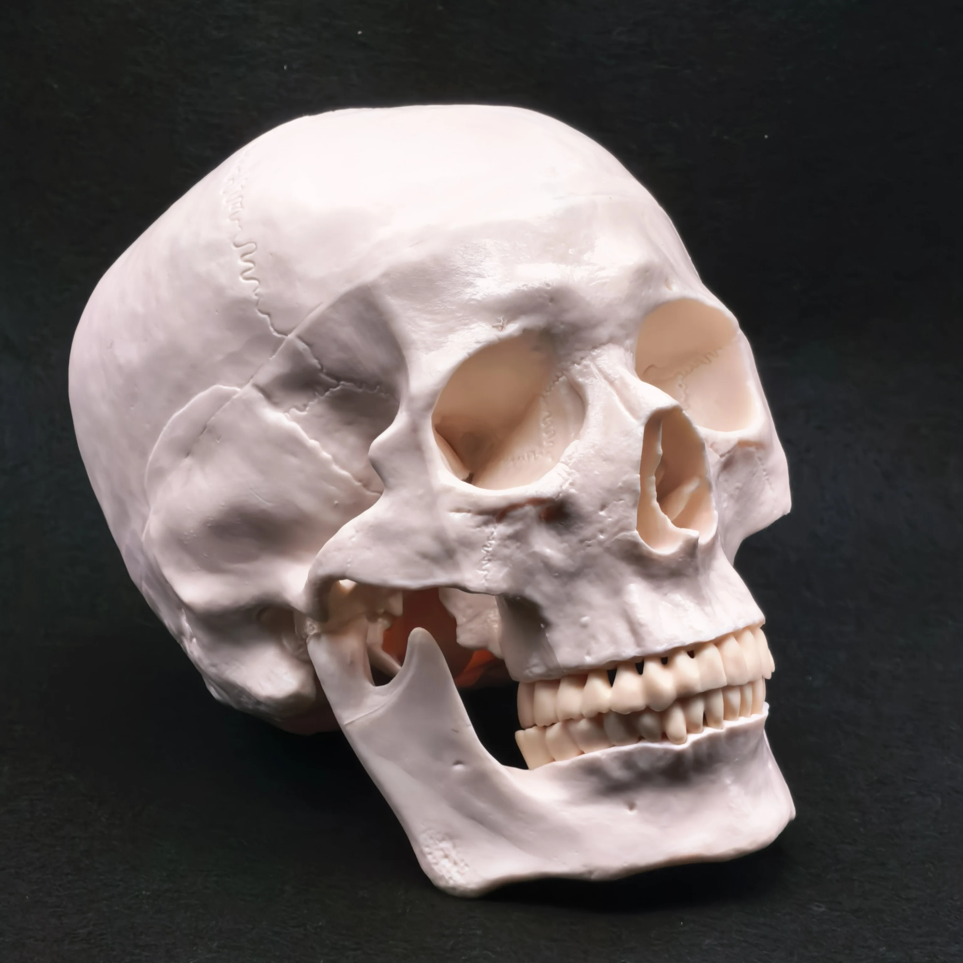 Life Size Human Skull Model PVC Anatomical Accuracy with Movable Mandible for Medical Teaching Art