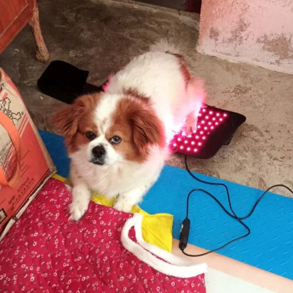 Professional Veterinary Red Light Therapy, LED Device for Dog Joint Pain Relief and Recovery