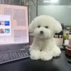 Cute Simulation Curly Dog Bichon Dog Plush Toy Kawaii Real Life Plush Toys Girl Birthday Girlfriend Gift Accessories 2