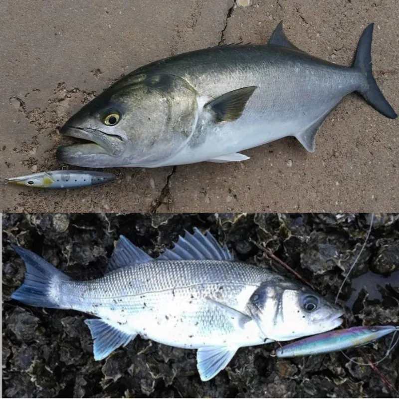 MOTONA ÷ 潽 ̳ 90mm/110mm/130mm Stickbait Wobblers Seabass Bonitos WTD  ̳  Topwater Asturi ̳