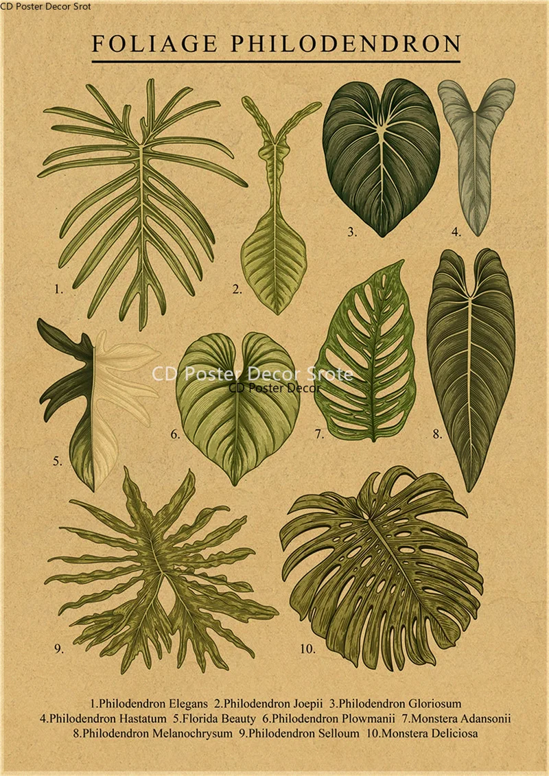 Botanical Illustration Poster Plant Leaf Flower Kraft Paper Posters Vintage  Home Room Bar Cafe Decor Aesthetic Art Wall Painting - Painting &  Calligraphy - AliExpress