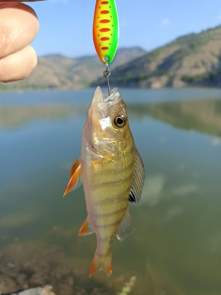 JYJ 5pcs 가방 하드 금속 낚시 숟가락 미끼, S 모양 다채로운 가짜 미끼 회 전자 낚시 태클 wobbler 미끼