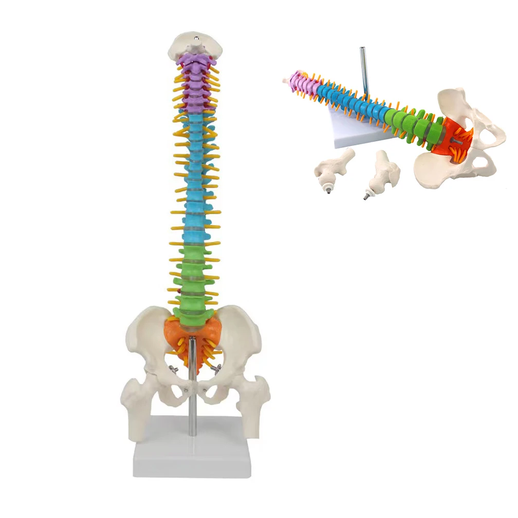 

45cm Medical Science Teaching Human Spine With Pelvic Anatomy Model Biology Neurosurgery Resources Anatomical Models Skeleton