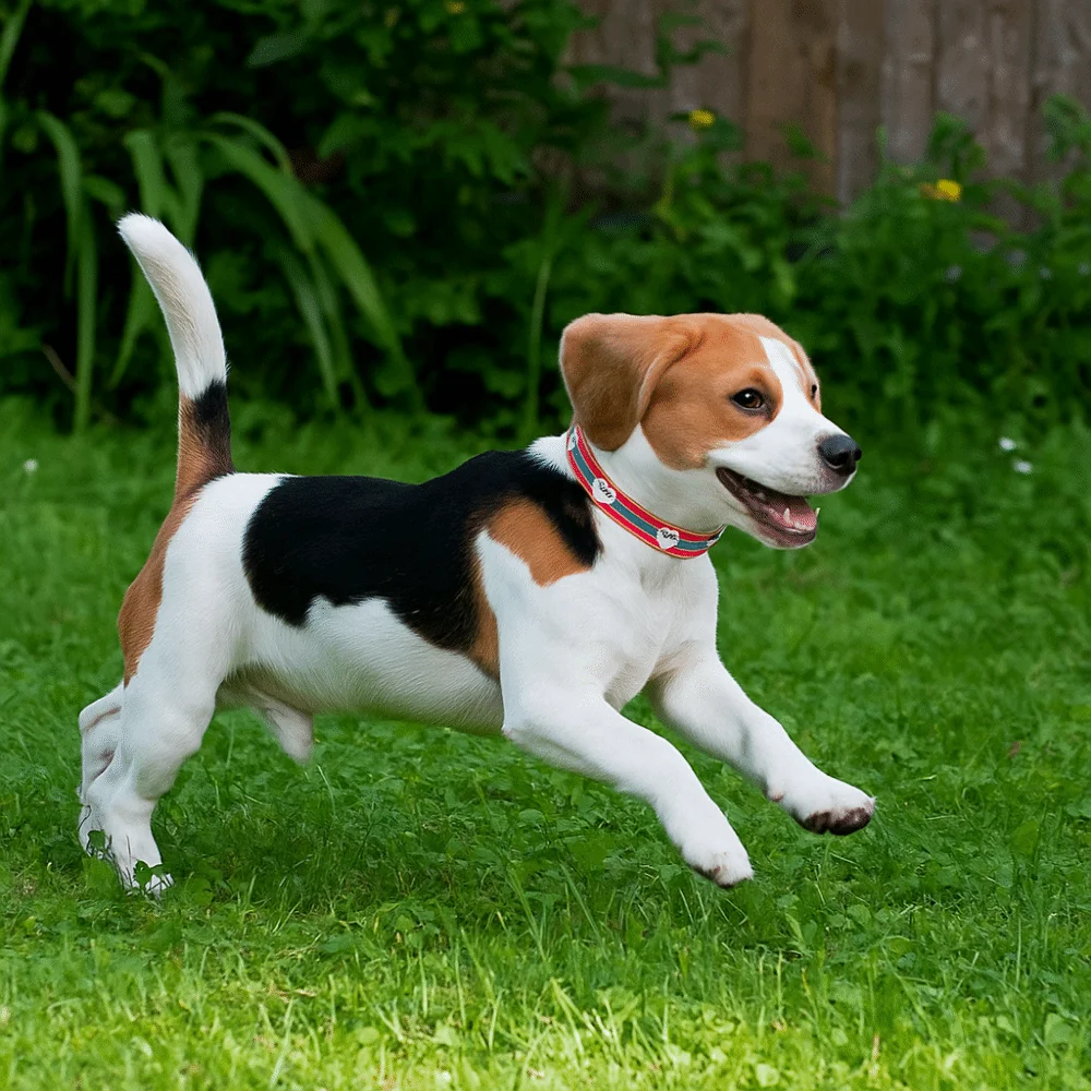 Leather Reflective Dog Collar Metal Buckle Soft Dog Footprint Collar Adjustable Decorative Dog Necklace Pet Daily Necessities