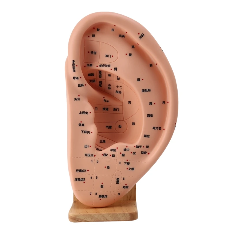 

Human Ear Acupuncture Model With Acupuncture Points Ear Massage Model Meridian Acupoint Model Ergonomic Tools Learning