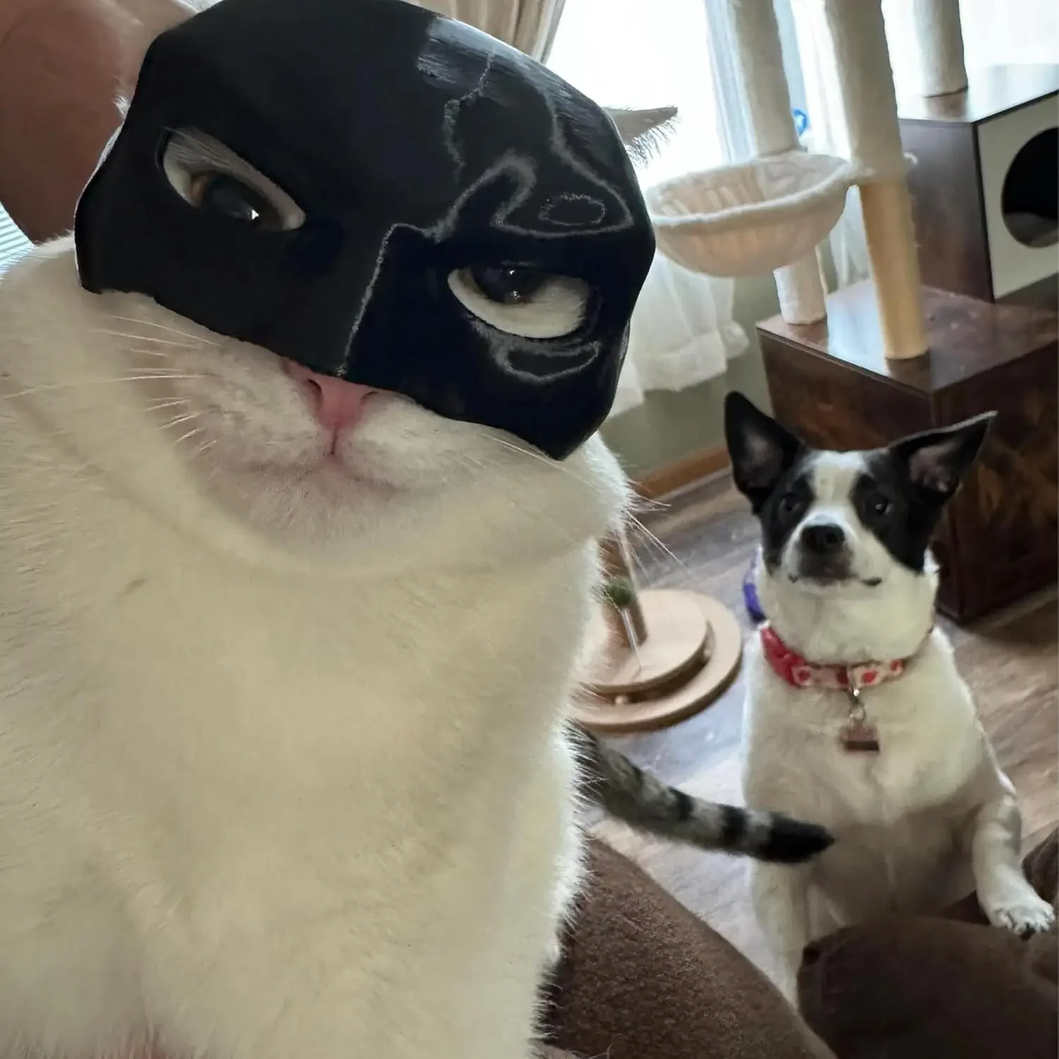 Cat Bat Cool Man Mask Cat Avenger Mask Matte Cute Bat Superhero Toys Halloween Costume Cats Pet Supplies pet mask pet halloween costume cat bat mask