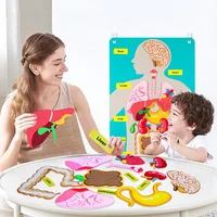 Human Body Organ Educational Learning Board Body Parts Learning Wall Chart for Kid Felt Preschool Kindergarten Teaching Supplies 1