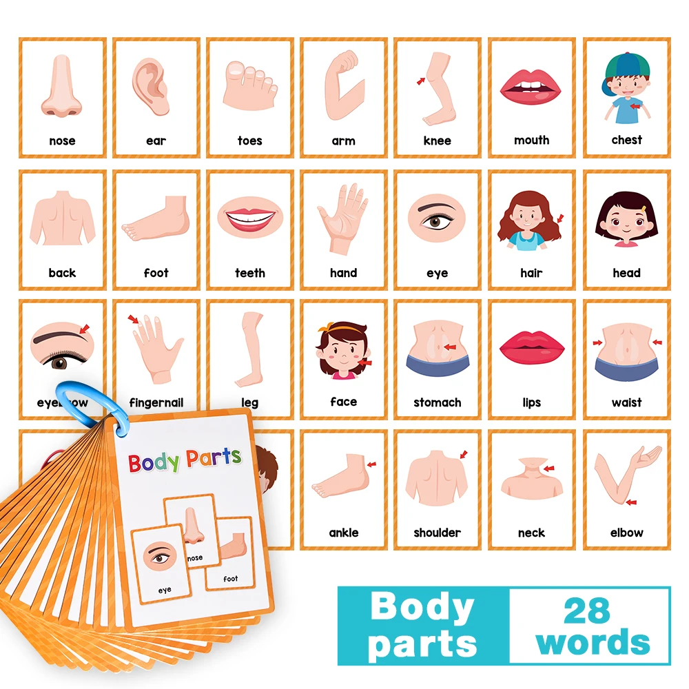 12 Thems Kids Montessori English Words Learning Cards High Frequency Words Vocabulary Building Teaching Aids Classroom Toys 6