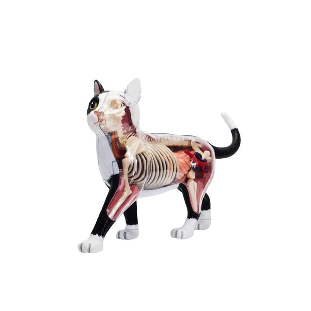 

Игрушка-пазл для сборки кошек черно-белая биология животных анатомическая модель ветеринарная научная обучающая модель