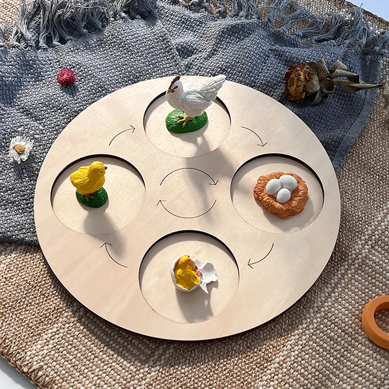 Animal Life Cycle Toys Board Children Montessori Teaching Aids Plant Animal Growth Cycle Model Set Preschool Cognitive