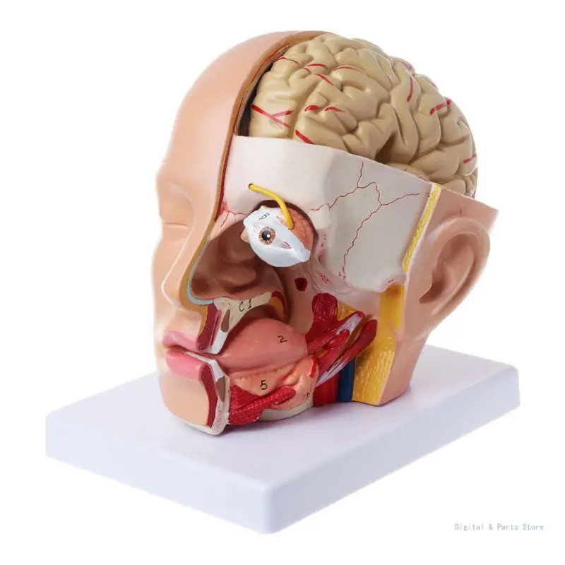 

M17F Human Anatomy for Head Skull Cerebral Artery Anatomical Model For Teaching