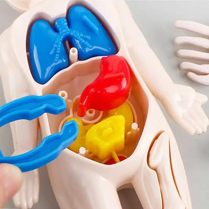 14-Piece Set Children's Science and Education Human Body Organ Model Assembled Early Education Toys 4