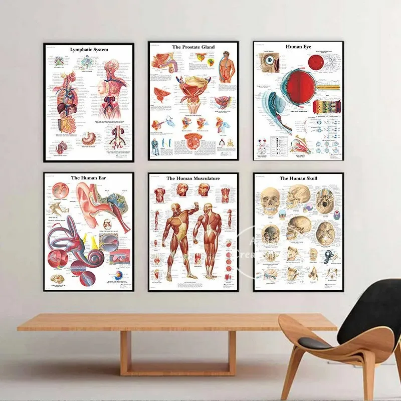 Human Eye Anatomy Muscles System Poster 3