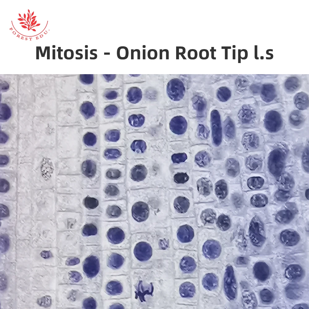 Allium Root Tips, Mitosis - Prepared Microscope Slide - 75 X 25Mm Biology Microscopy