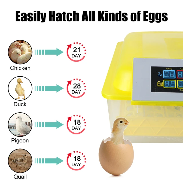Bright Cool Led Light Egg Candler Tester For Chicken Quail Poultry  Incubator Brooder Hatching Egg Tester Quality Handy Tool - Habitat Lighting  - AliExpress