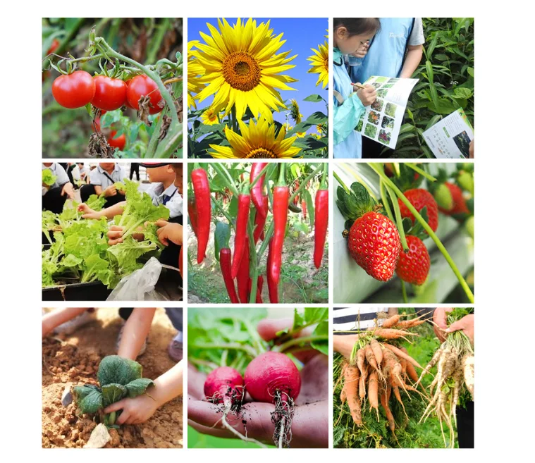 Activity Plant Children'S Planting Homework Experience The Fun