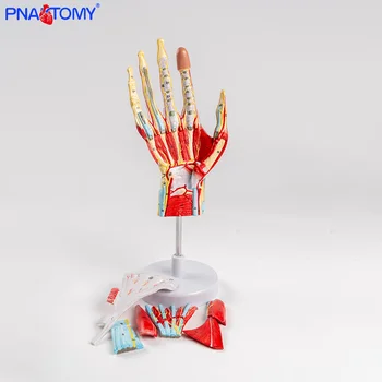 Life-Size Hand Anatomy Model – 7 Parts 1