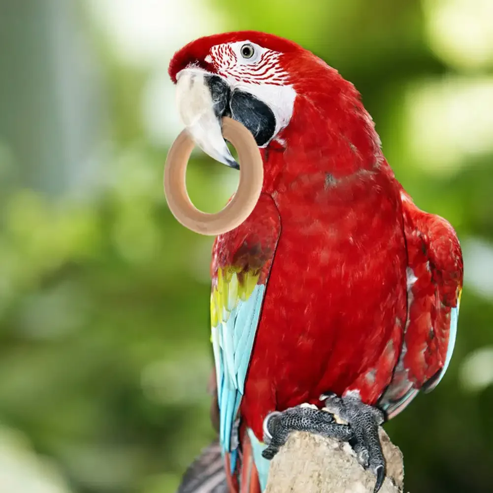 Pet Bird Parrot Intelligence Toys Natural Wooden Ring Parrot Training Toy Chew Bite Toys for Budgies Parakeet Bird Supplies 5