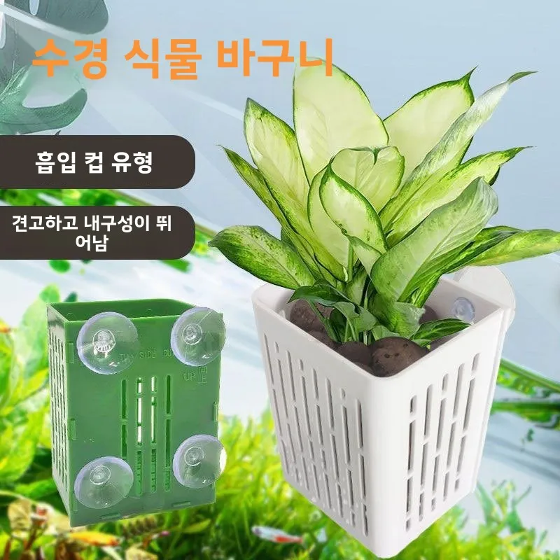 수분공급식 정착식 수초 수분공급식 수초 수분공급식 정착식 수초