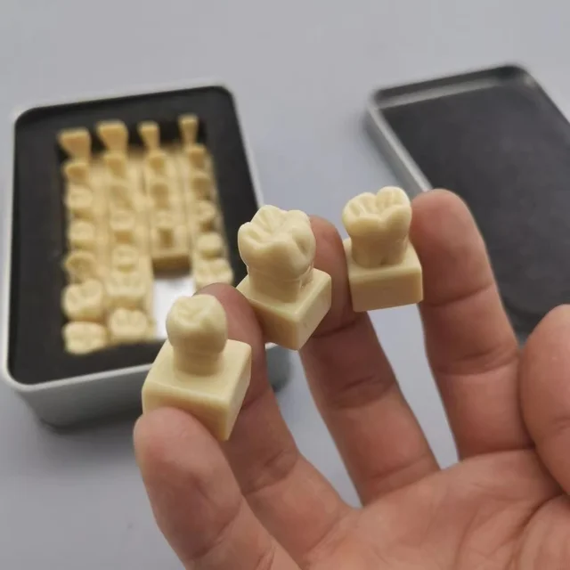 Dental Student Practice Study Tools Dentist Materials Dentistry Training Times Comparison Carving Teaching Permanent Tooth Model