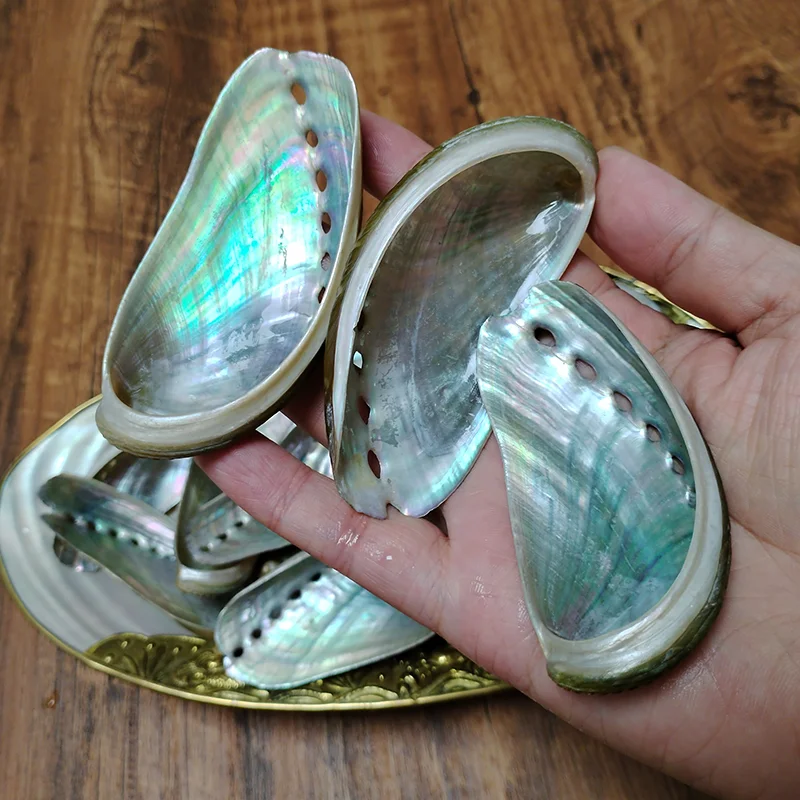 8 PCS Donkey Ear Abalone Shells Natural Haliotins Asinine Seashell DIY Crafts Arts and Home Decor (2 inches-4 inches) natural shell ornaments