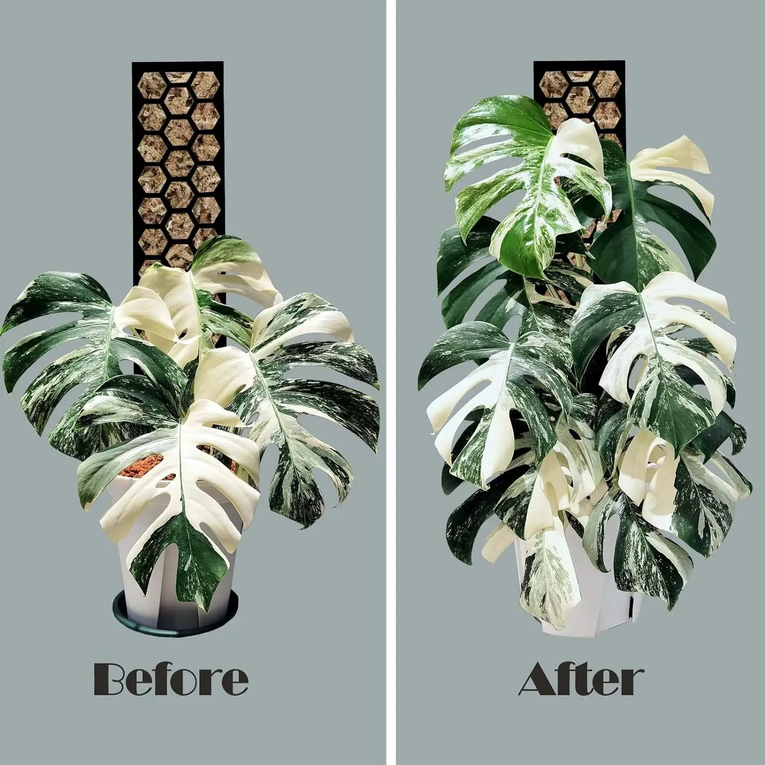 Plastic Plant Supports Plastic Moss Pole 3 Pcs Plant Stakes Extending For Training Indoor Climbing Plants Such As Monstera to Grow Upwards Plant Stakes Plant Climbing Support Plant Stem Support Plant Support Stick