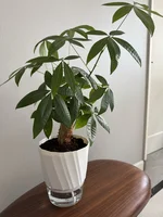 Lazy Hydroponic Flower Pot Automatic Water-Absorbing Flowerpot Transparent Double Layer Plastic Self Watering Planter Office 6