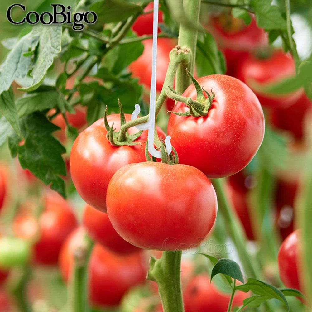 100pcs Plant Tomato Support Ear Hook Clip Plants Trellis Garden Vegetable Patch Fruit J Shaped Hooks Gardening Supplies Plastic plant clips plastic plant clips